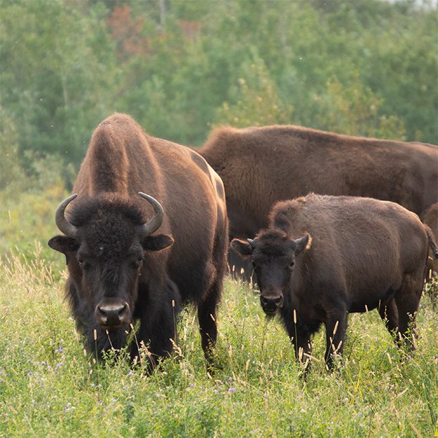 Buffalo in a field.